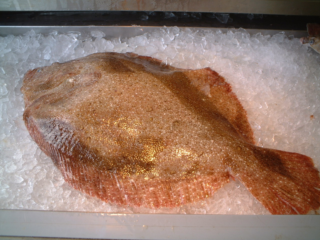 Gallery Britannia The Beach